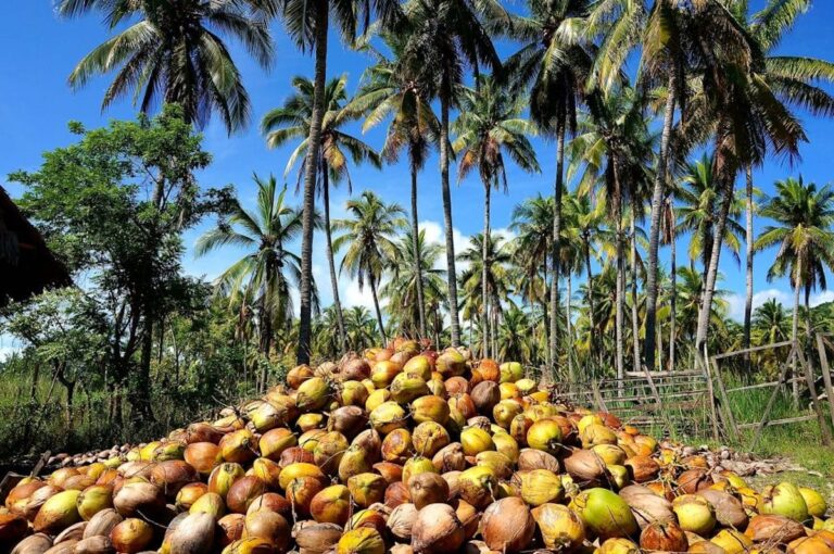 DTI-coconut-harvest-18April2023