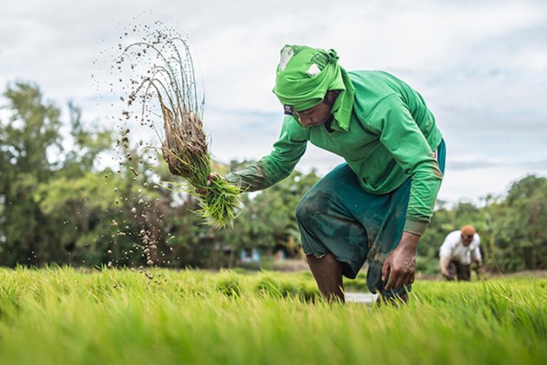 PhilRice-rice-farmer-paddy-03February2017