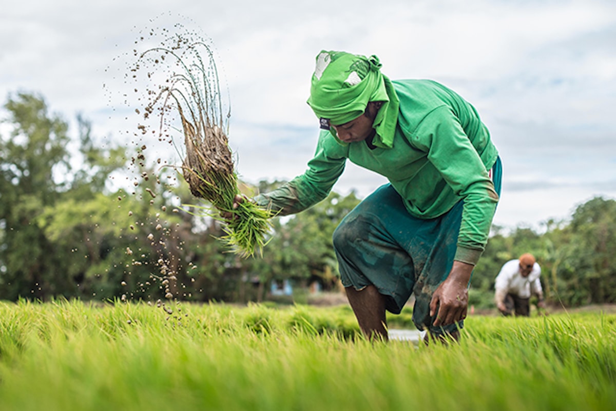 PhilRice-rice-farmer-paddy-03February2017