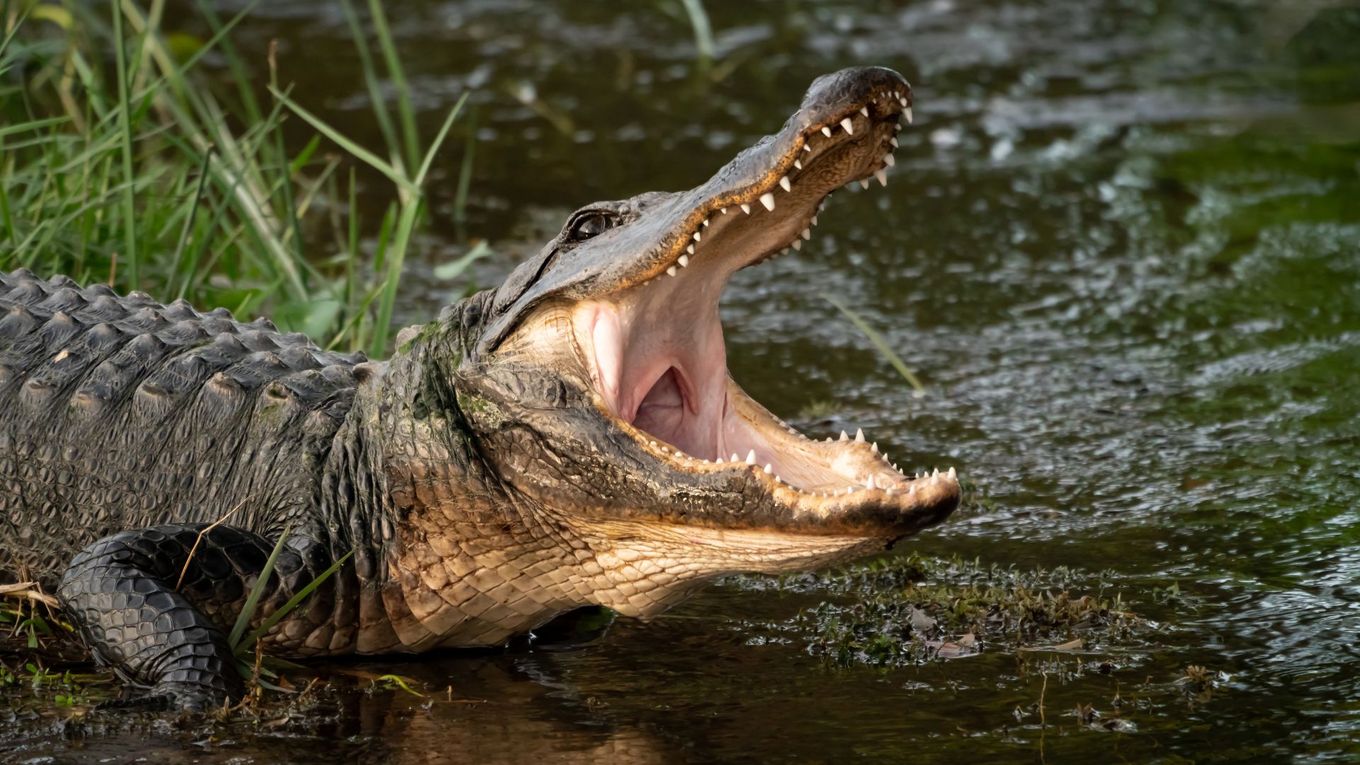 2025.11.10-05.58-boredtrashpanda-691227bc19414