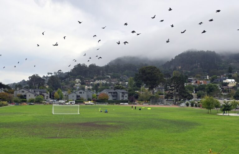 MIJ-L-SAUS-MEASURES-ELEX-1003-01