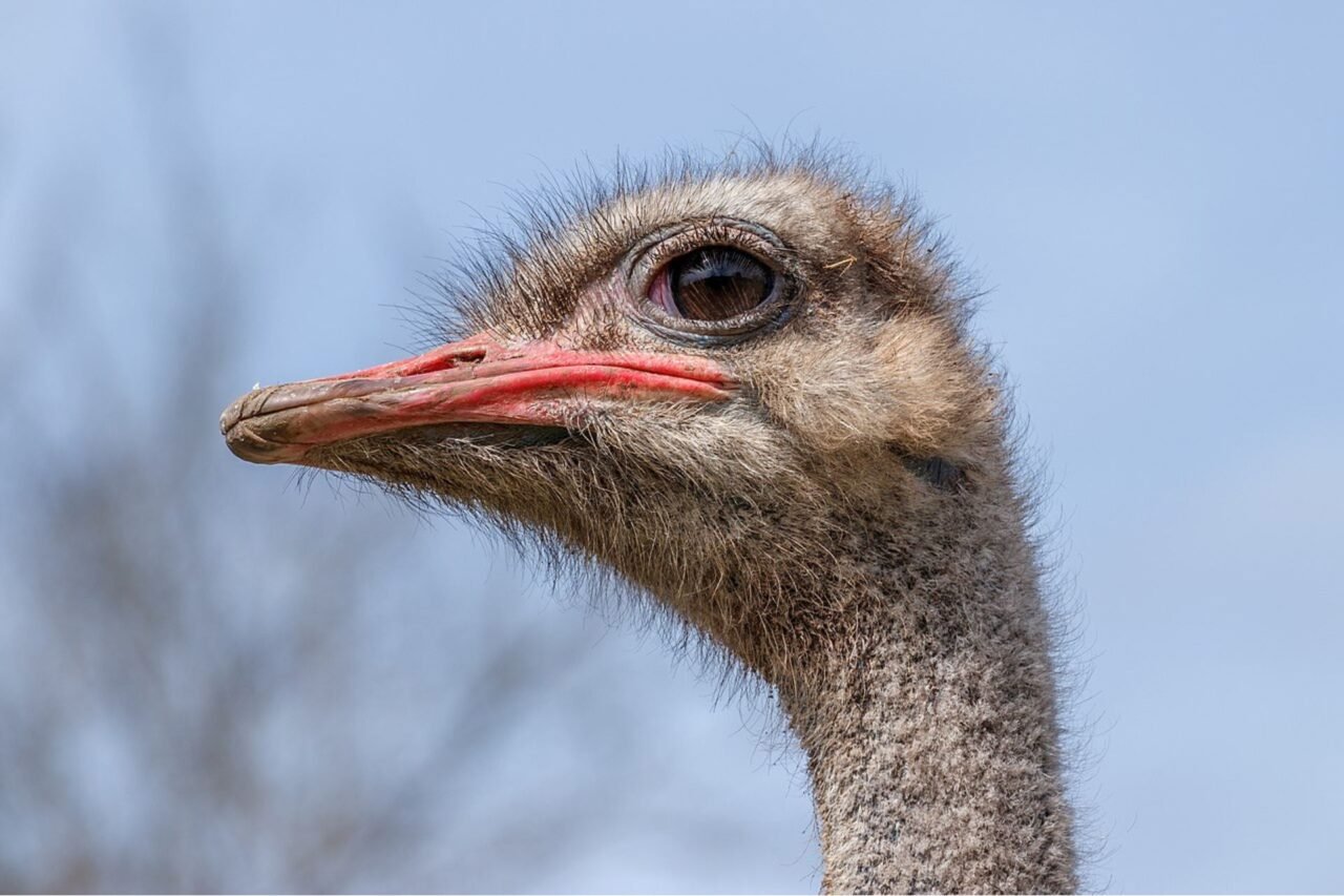 ostrich-1280x853-1